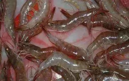 南美白虾肝萎缩怎么办,虾肝萎缩的原因及解决方法