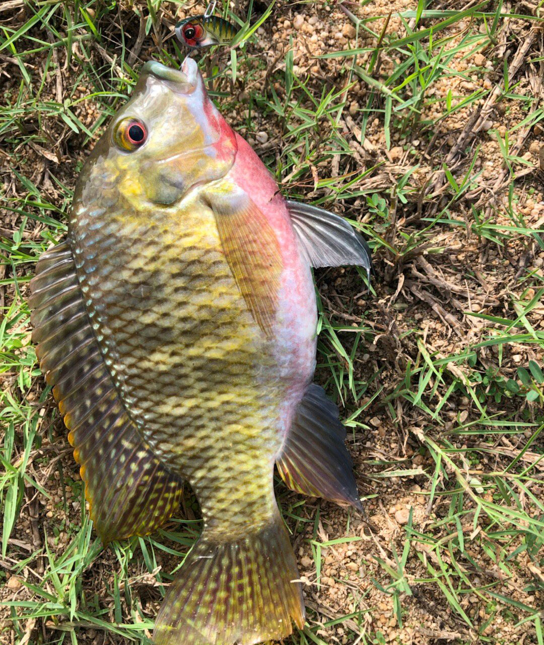 路亚各种钓法选哪个好,路亚入门路亚如何才能钓到鱼