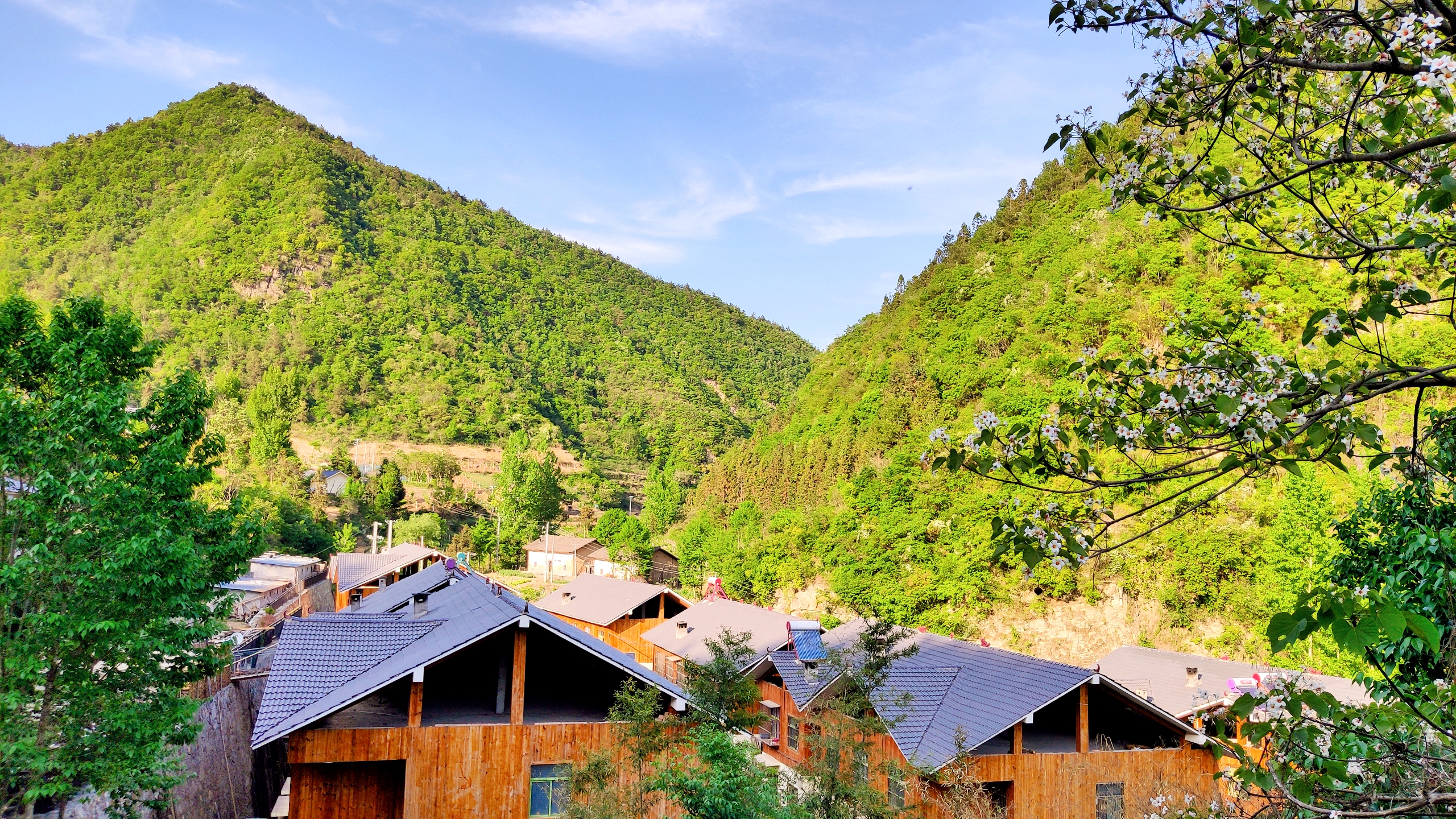 十堰卡子村千年银杏古树,卡子沟千年银杏十堰