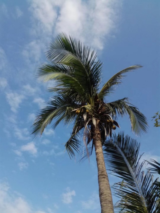 三沙西沙群岛永兴岛,西沙群岛永兴岛简介