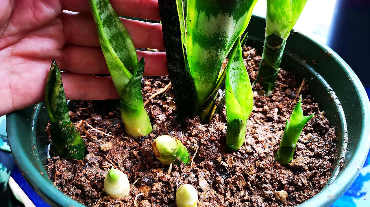 虎皮兰不浇水也烂怎么回事,虎皮兰不爱长