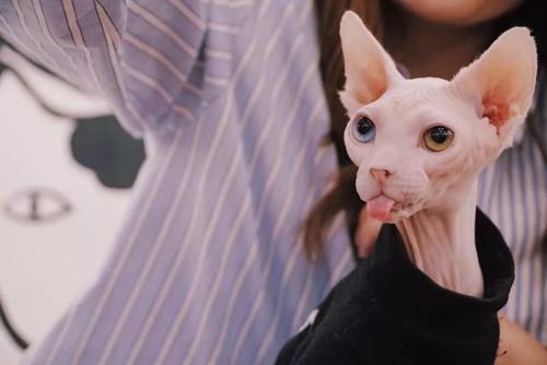 这些最乖巧的猫咪你家猫上榜了吗,哪种猫最温顺最粘人还便宜还好看