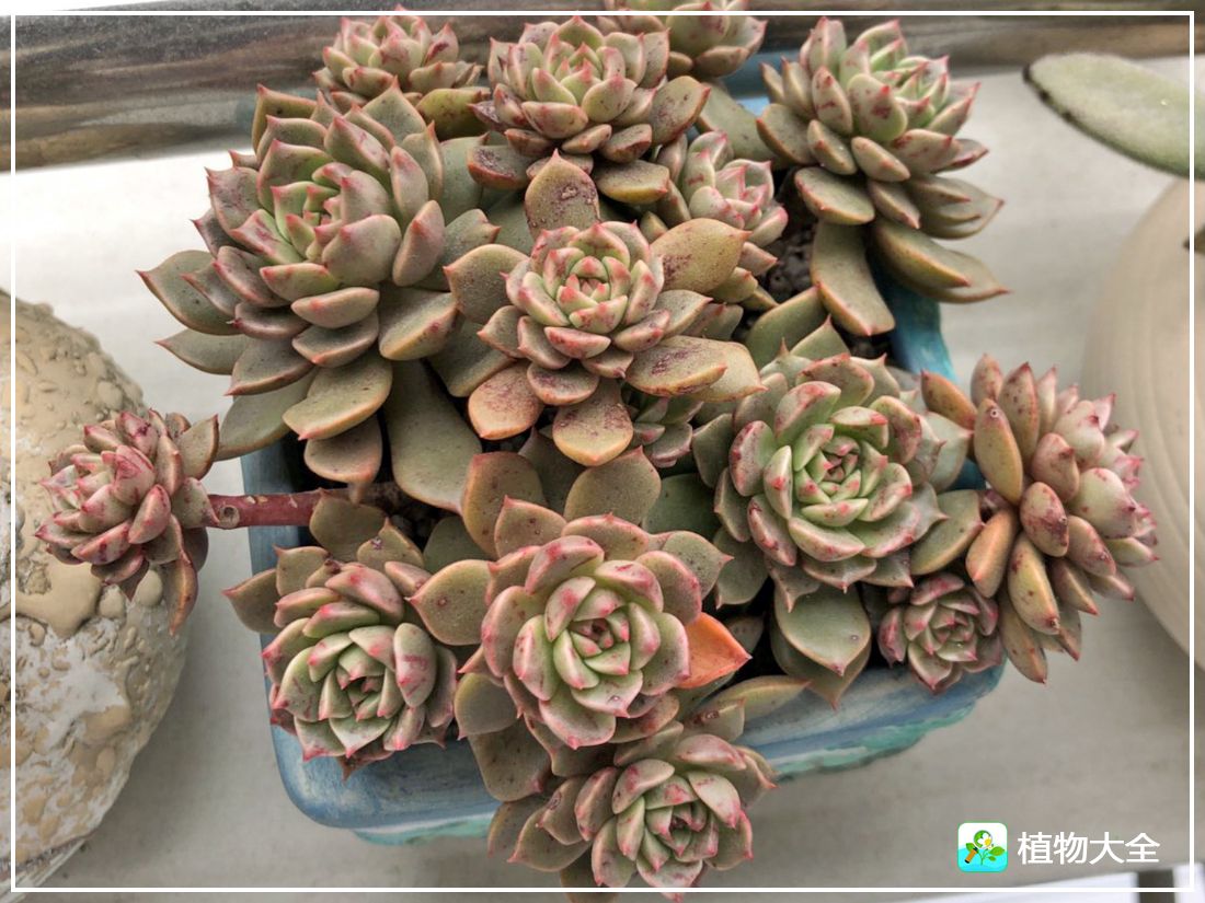 艾格尼亚多肉植物,多肉植物奥利维亚