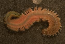 沙蚕假饵钓法视频,沙蚕海水养殖方法