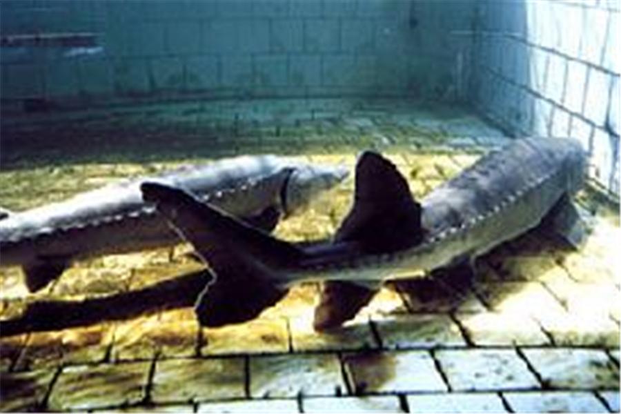 中华鲟养殖条件,中华鲟的养殖条件