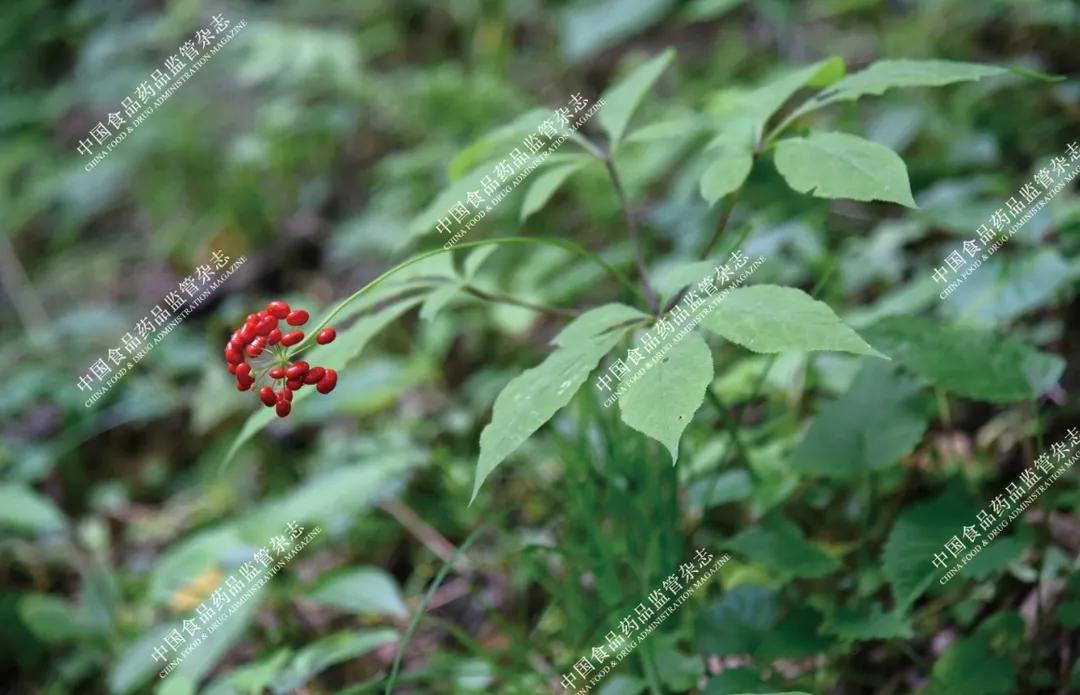本草图谱人参,历代本草对人参的论述