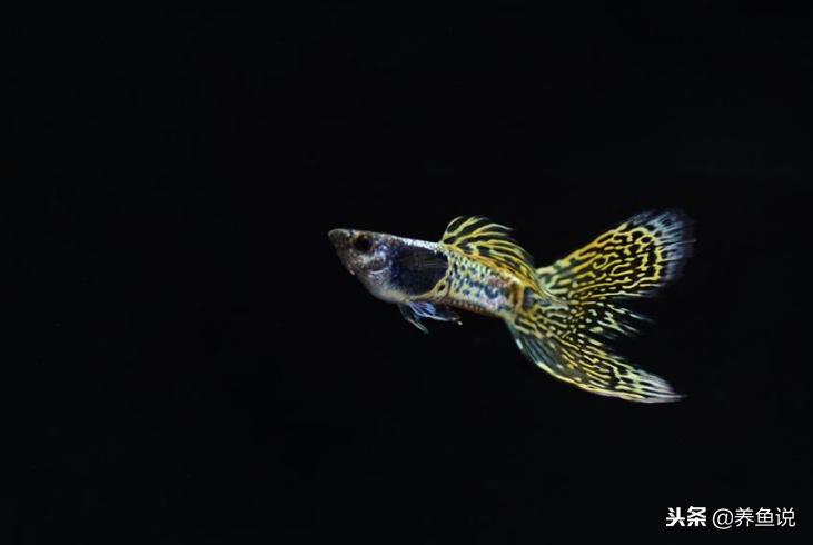 孔雀鱼饲养与预防鱼病,孔雀鱼繁殖时要注意哪些