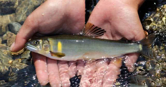 日本人认为最好吃的鱼,日本最好吃的几种鱼