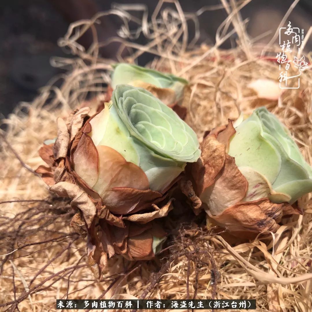 多肉玫瑰怎么才能出状态,多肉山地玫瑰唤醒方法