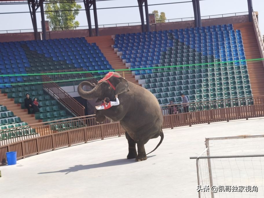 不一样的南通动物园,南通森林野生动物园和上海动物园