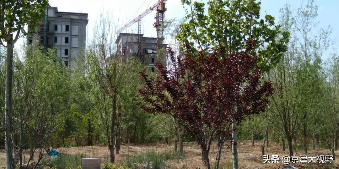 南湖，武清的天使之泪2.0版