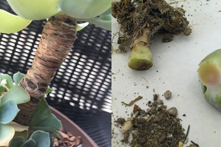 玉蝶直接种地里，个个漂亮长势好！玉蝶度夏这样做，没毛病