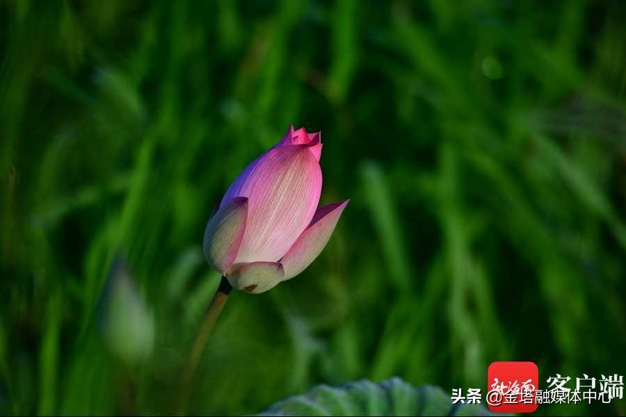 海口五源河湿地公园,海南海口五源河国家湿地公园