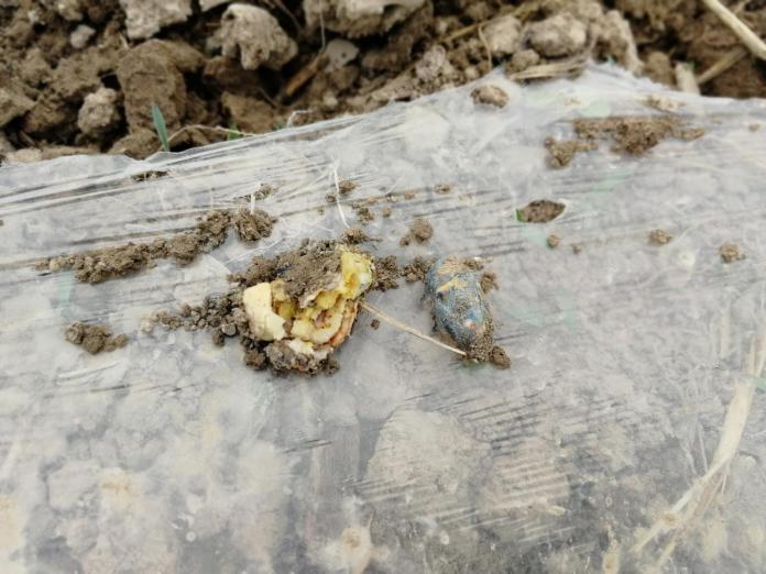 种的花生出苗上面的土厚怎么办,花生出苗一个月施肥多会死苗吗