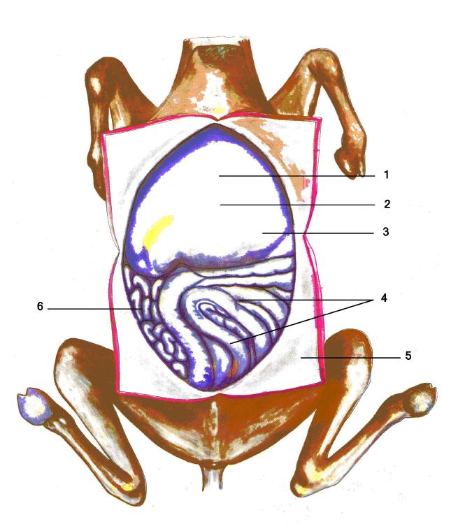 被誉为“沙漠之舟”的骆驼,仙人掌、断肠草都是它的食物