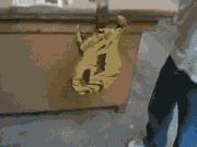 超级搞笑gif图,超好笑gif图