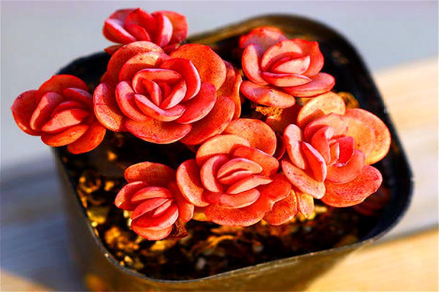 大叶秀妍徒长了解决办法,秀妍徒长还能养回来吗