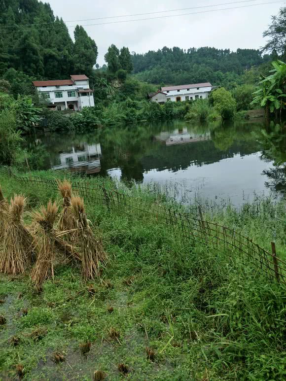 猪肝钓甲鱼真有那么神奇吗,猪肝钓甲鱼放在水里几个小时有效