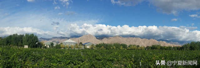 宁夏葡萄酒从这里走向世界,宁夏葡萄酒惊艳世界