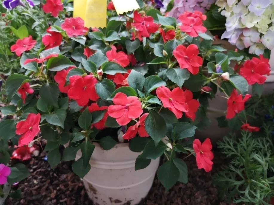 这个花展上的新优品种，为什么这么美？