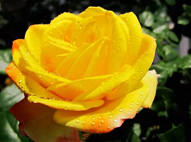 和平月季的价格,和平月季优缺点