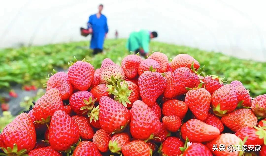 安徽合肥免费旅游攻略,合肥春节免费游怎么预约