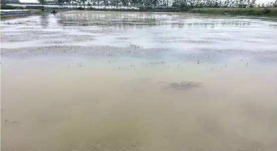 8月份河蟹塘口水浑怎么回事,河蟹塘水浑解决方法