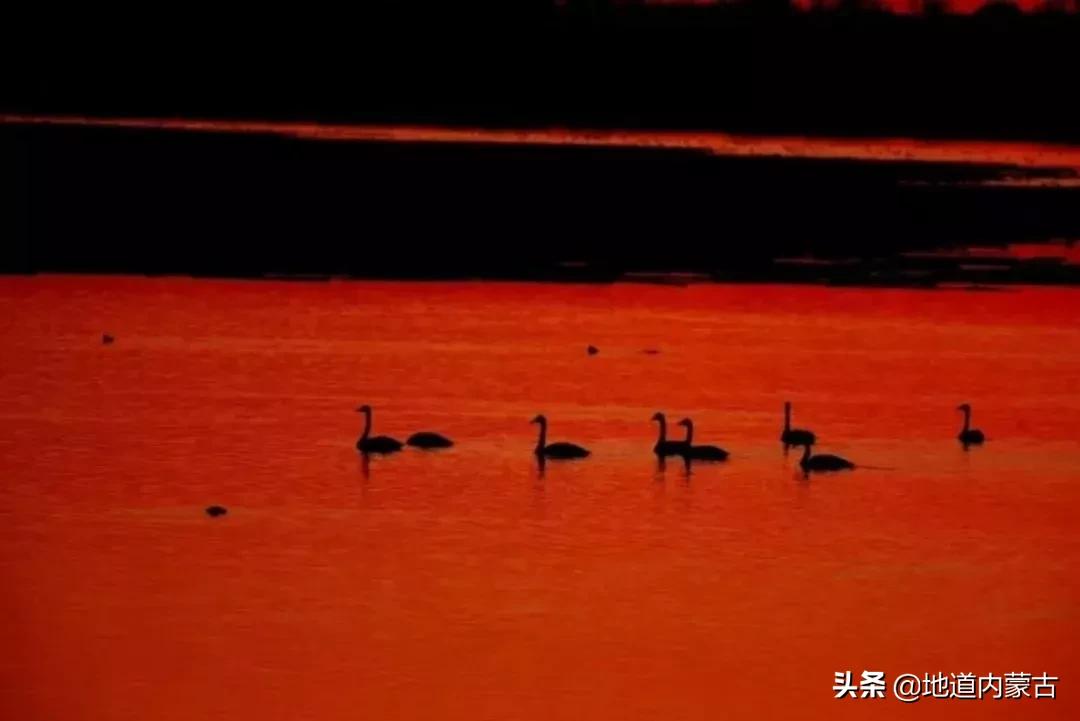 阿古拉湿地草原视频,阿古拉湿地有什么鸟