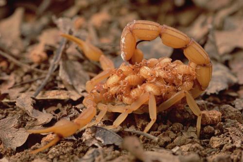 背了很久噬母的锅，蝎子可不是这么不近“人情”的生物