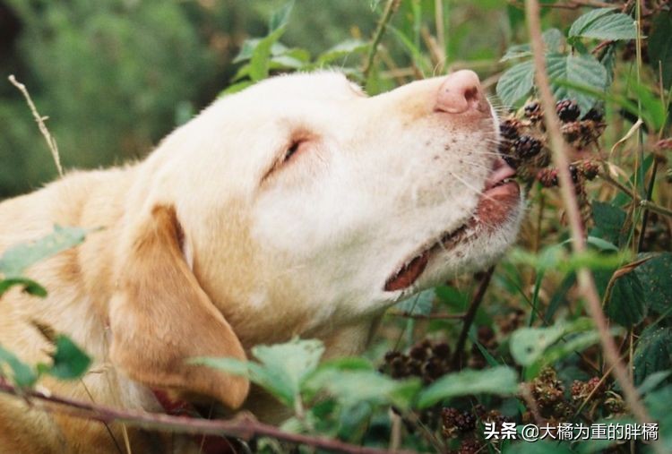 犬界中哪些狗狗性格最温顺,狗界中六种智商比较低的狗狗