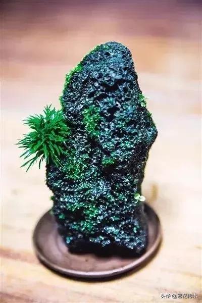 赞美菖蒲盆景的诗句,盆景诗词经典赏析