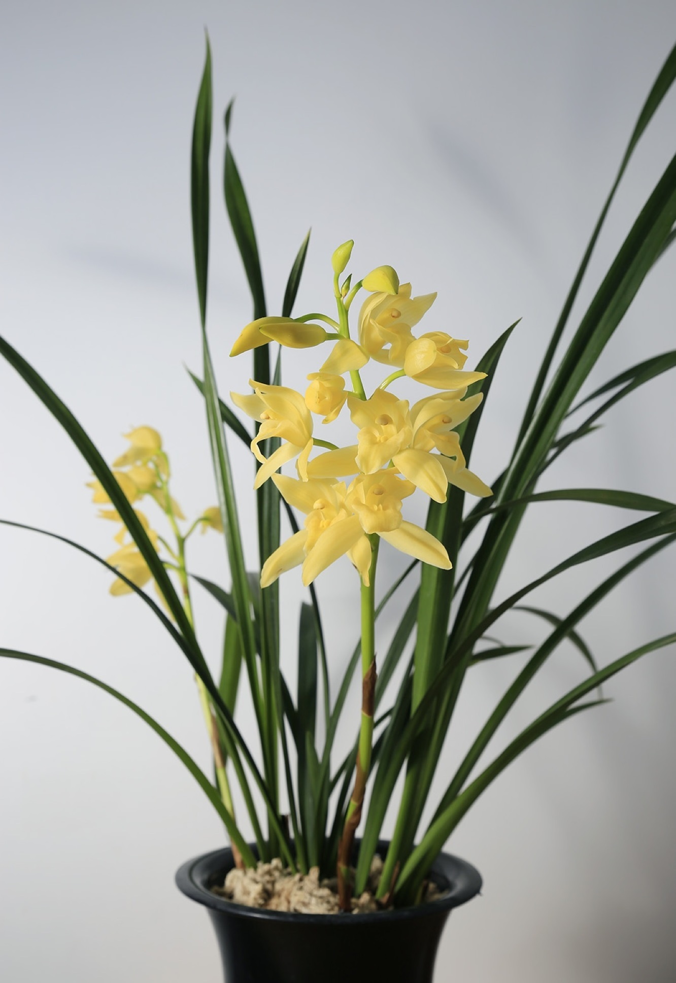 什么兰既好养开花又香,夏日养鲜花技巧