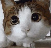 拼多多特斯拉事件,拼多多万人团特斯拉