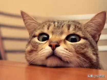 猫咪的日常护理知识,猫咪的日常生活