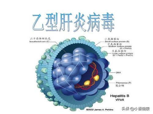 乙肝两对半和乙肝dna区别,乙肝dna和乙肝两对半的区别