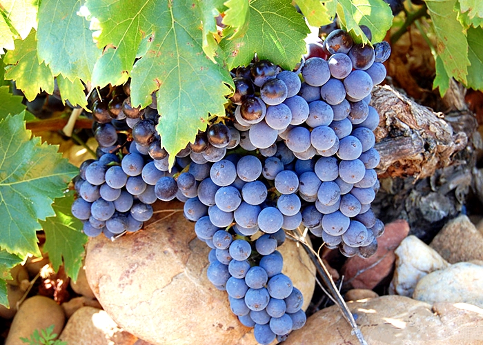 自家葡萄制作葡萄酒的方法,葡萄葡萄酒的做法