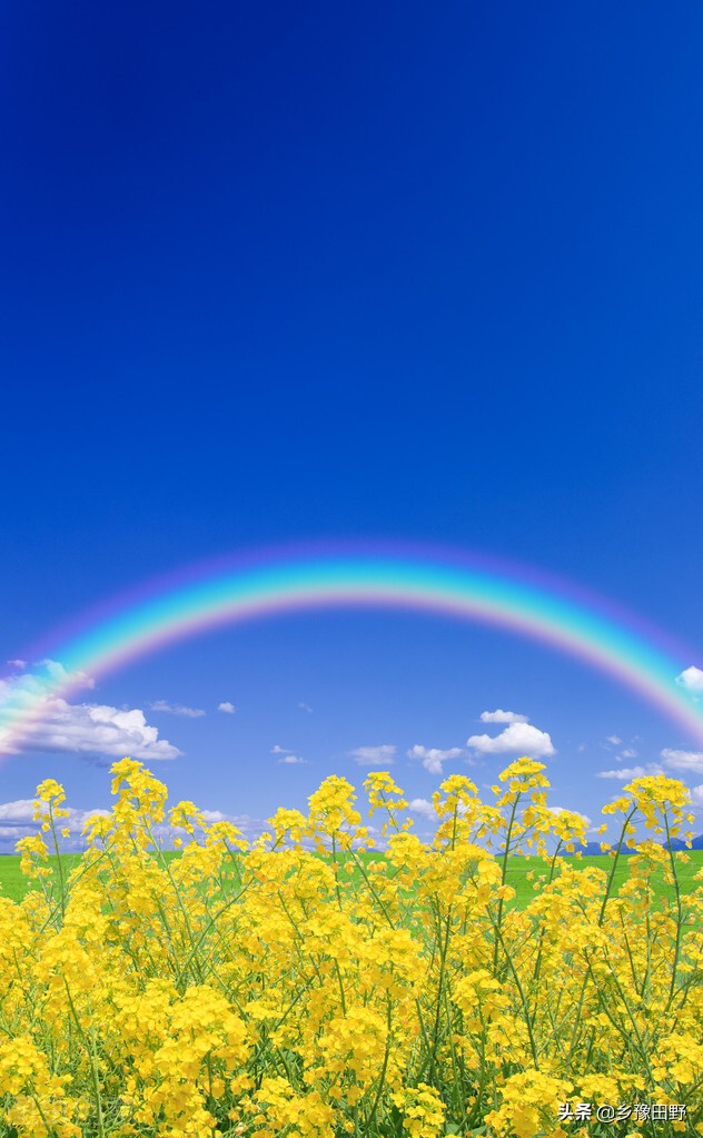 油菜苗期病毒病症状,油菜病毒病的典型症状图片