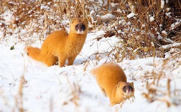 毛笔怎么选才是正确的,毛笔到底如何选呀