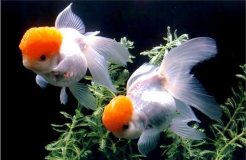 热带鱼金鱼哪个好养殖,热带鱼哪些品种适合金鱼养
