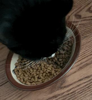 嘉蓝全阶段猫粮,嘉蓝猫粮评价