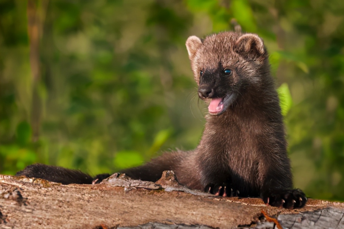 平头哥的亲戚谁更厉害,平头哥的表兄弟是什么动物
