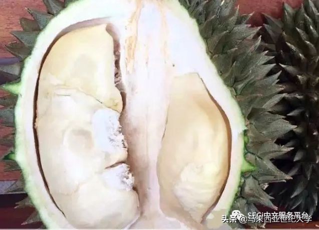 马来西亚榴莲品种大全,马来西亚d14榴莲是什么品种