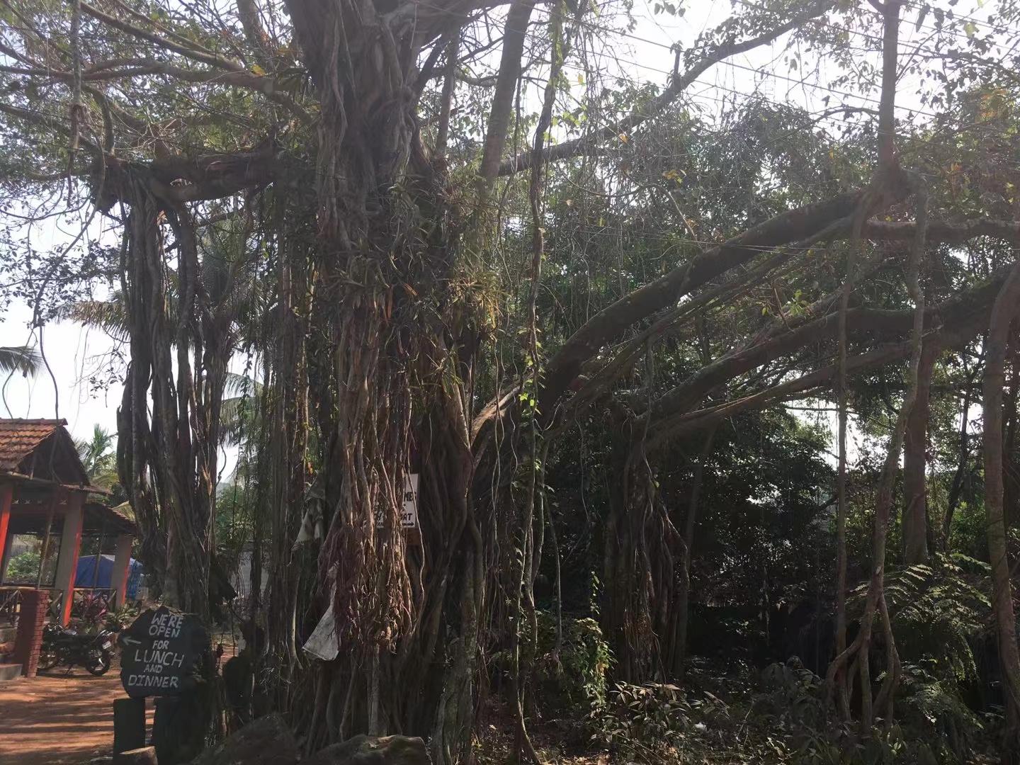 印度疫情日记2019,抗疫日记印度