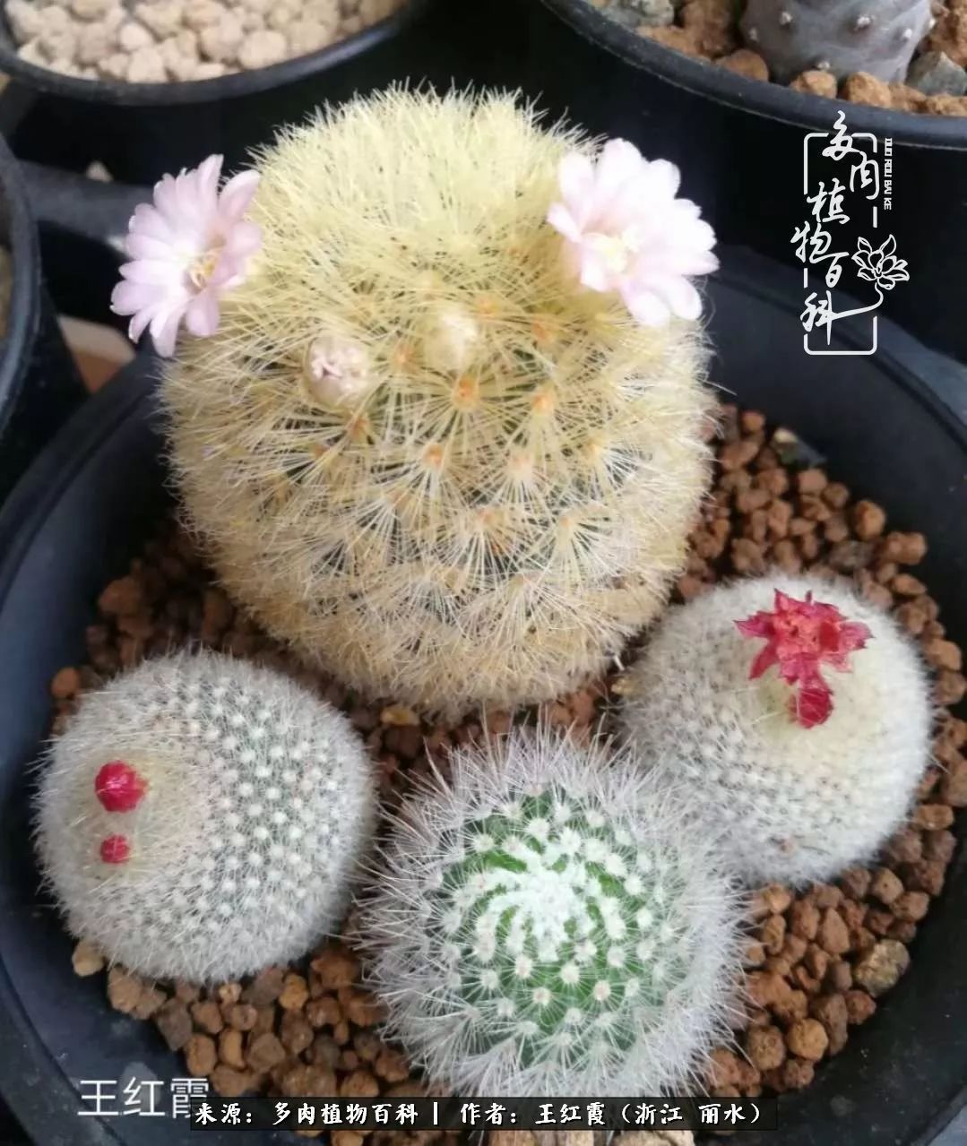 仙人球春天露养条件,仙人球露养条件