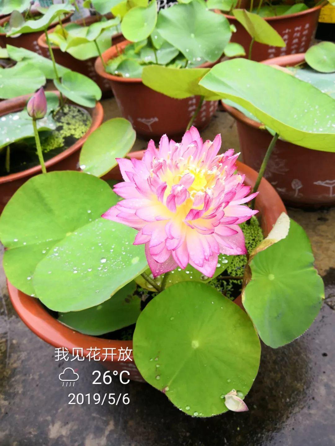 用碗莲的种子养殖多久可以开花,碗莲怎么养才能结种子