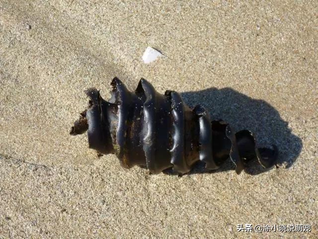 体型凶狠的鲨鱼有哪些,鲨鱼幼崽从蛋出来的全过程