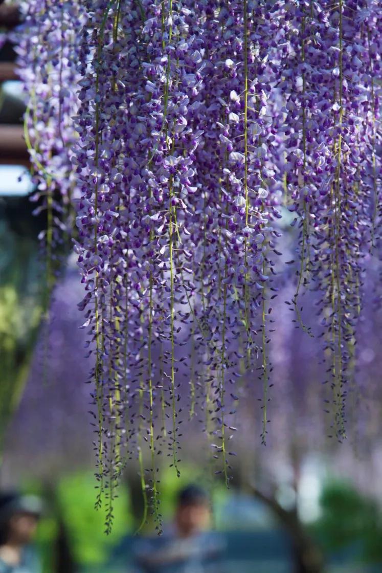 网红古树紫藤花,网红紫藤花