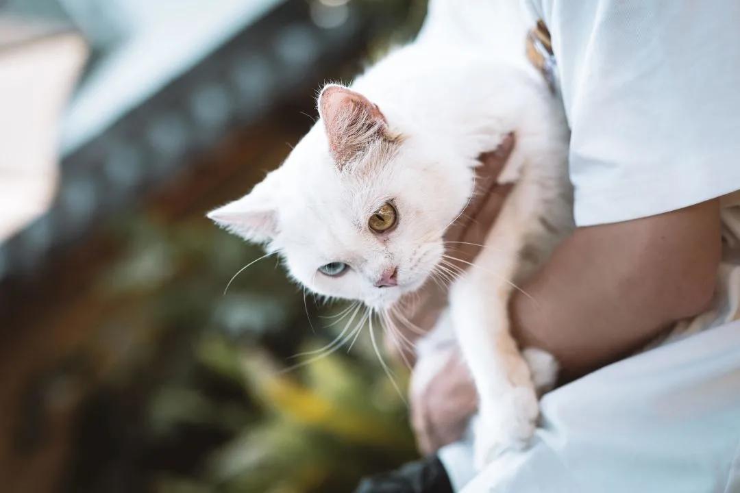 养猫40条常识猫咪生病的症状,新手养猫攻略常见的猫咪疾病篇