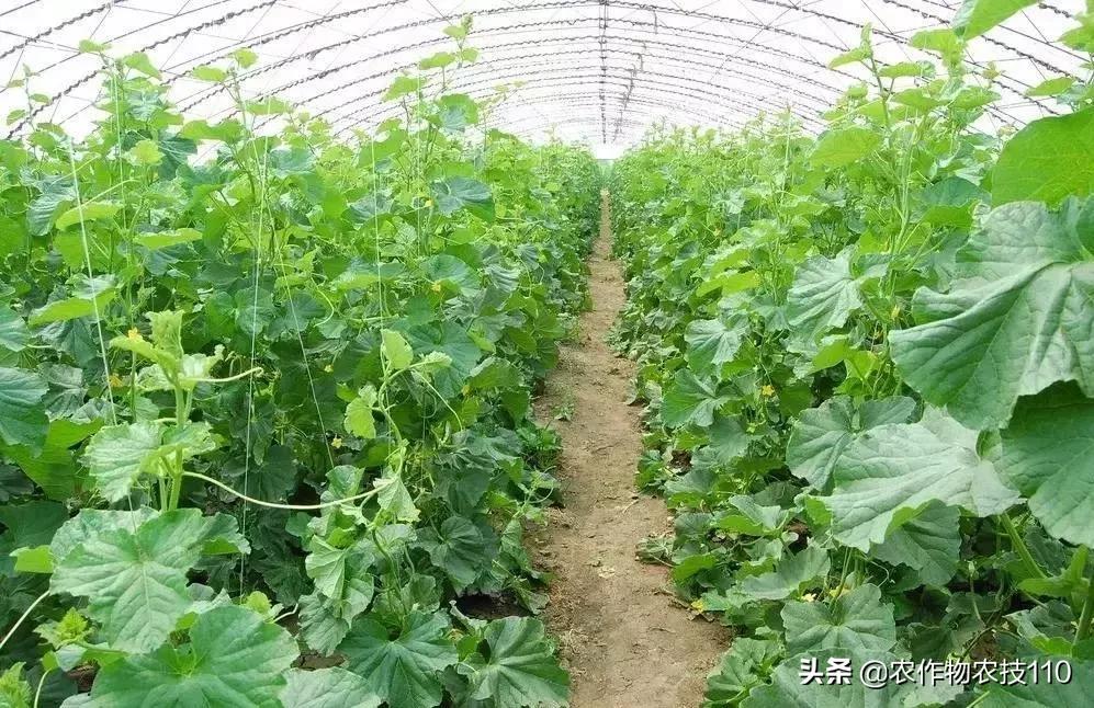 蔬菜大棚长青苔用什么药,大棚地上长青苔用什么办法治