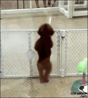 狗也会感染新冠病毒？检测呈弱阳性，这3点让你的狗远离病毒